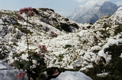 monte canin85 (15)