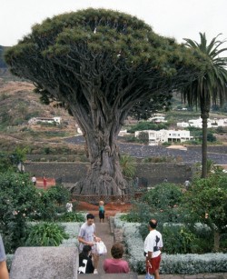 tenerife5