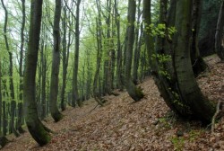girova a (2)
