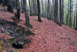 girova6